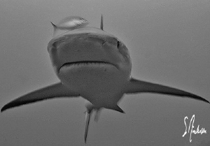 This image is of a Reef Shark bearing down! This image wa... by Steven Anderson 